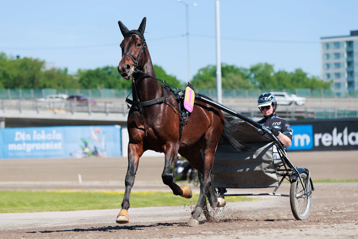 Mattias Djusen Hustle Rain oli mukana viime vuoden Elitloppet-karsinnassa. Laukka pilasi kuitenkin karsinnan esityksen.