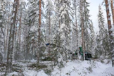 Palosaaren hakkuumenetelmässä harvesterilla tehdään ajouran sivuille pistouria, joilta etäämmällä oleva rungot käsitellään. Kaatosuunta on pääsääntöisesti aina poispäin koneesta ja puu karsitaan ja katkotaan puomiston alle. Ratkaisulla rungon viat näkyvät kuljettajalle paremmin ja kaatuvat rungot puhdistavat metsää seuraavalta käsittelykohdalta.