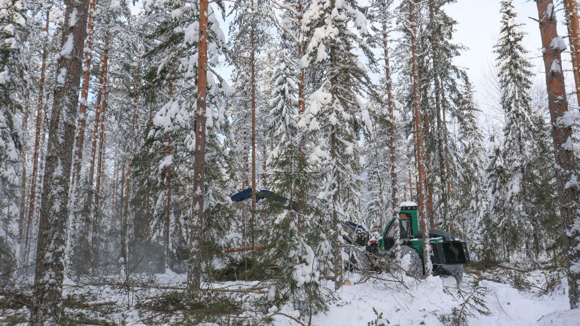 Palosaaren hakkuumenetelmässä harvesterilla tehdään ajouran sivuille pistouria, joilta etäämmällä oleva rungot käsitellään. Kaatosuunta on pääsääntöisesti aina poispäin koneesta ja puu karsitaan ja katkotaan puomiston alle. Ratkaisulla rungon viat näkyvät kuljettajalle paremmin ja kaatuvat rungot puhdistavat metsää seuraavalta käsittelykohdalta.