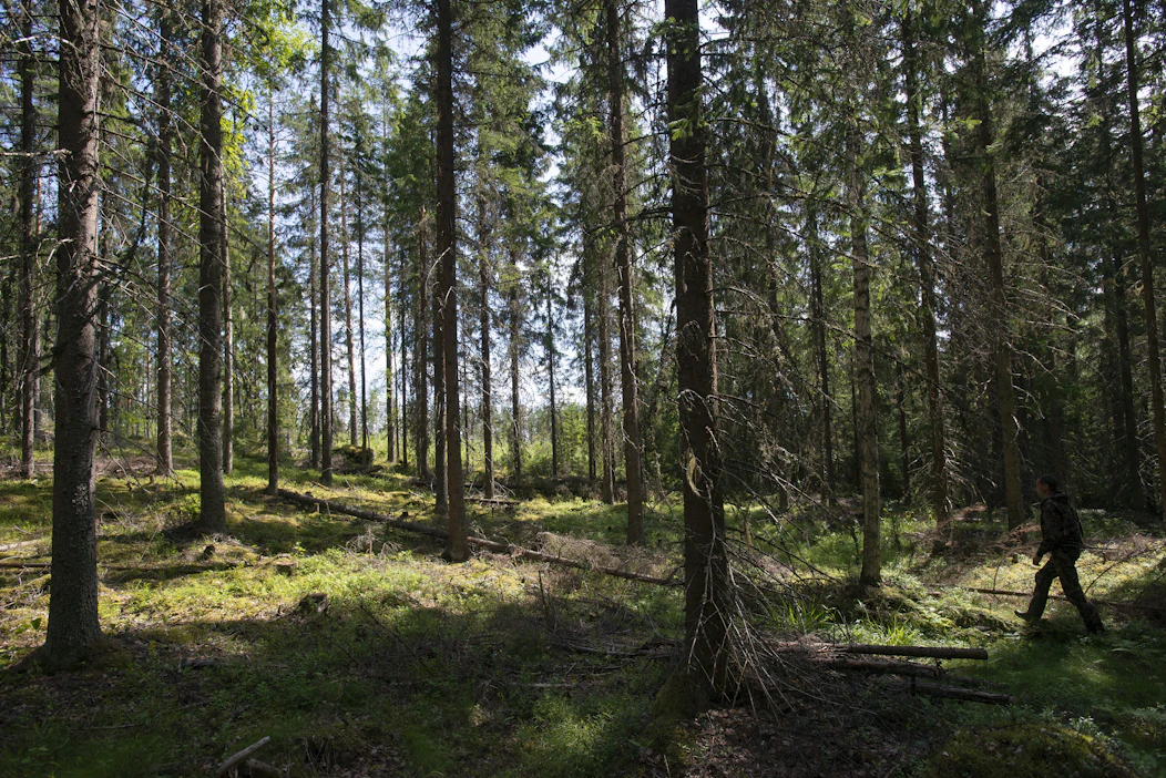 Vahvojen metsätalousmaiden äänekäs kritiikki Brysselin metsäpolitiikkaa kohtaan on saanut komission suunnittelemaan korvaavia tulonlähteitä maanomistajille.