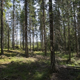 Vahvojen metsätalousmaiden äänekäs kritiikki Brysselin metsäpolitiikkaa kohtaan on saanut komission suunnittelemaan korvaavia tulonlähteitä maanomistajille.