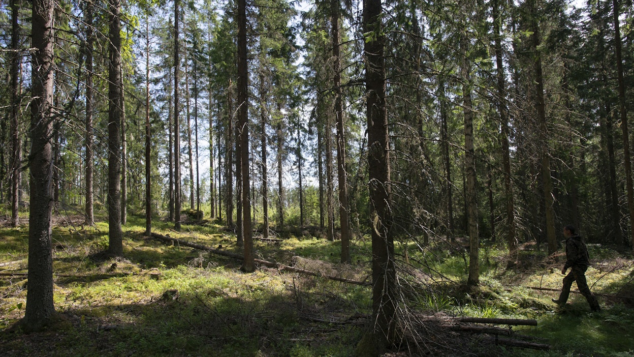 Vahvojen metsätalousmaiden äänekäs kritiikki Brysselin metsäpolitiikkaa kohtaan on saanut komission suunnittelemaan korvaavia tulonlähteitä maanomistajille.