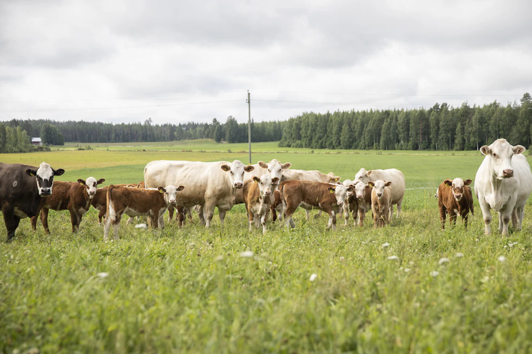 Kotimaisen ruuan asema kuluttajien ensimmäisenä vaihtoehtona on LähiTapiolan kyselyn mukaan vahvistunut.