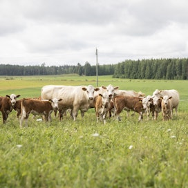 Lihakarjaa laitumella Etelä-Karjalassa kesällä 2024.