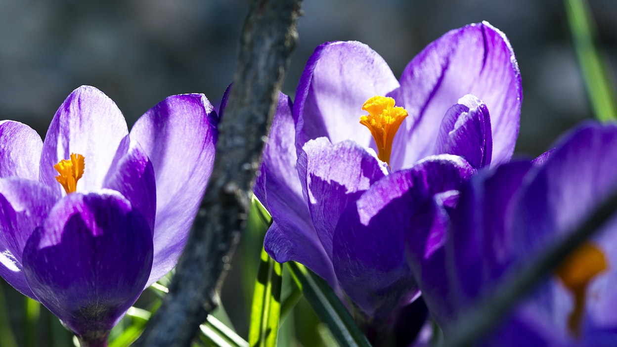 Krookukset hehkuvat jo Etelä-Suomessa. Arkistokuva.