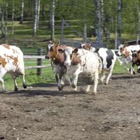 Kadonneita lehmiä oli alun perin yhdeksän, mutta yksi löytyi mudasta. Kuvituskuva.