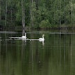 Kuva laulujoutsenet eivät liity tapaukseen.