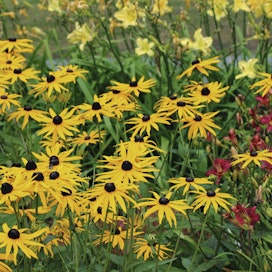 Keltakukkaiset päivänhatut (Rudbeckia) värittävät kukkapenkkejä alkusyksyyn asti.