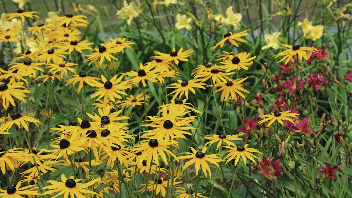 Keltakukkaiset päivänhatut (Rudbeckia) värittävät kukkapenkkejä alkusyksyyn asti.