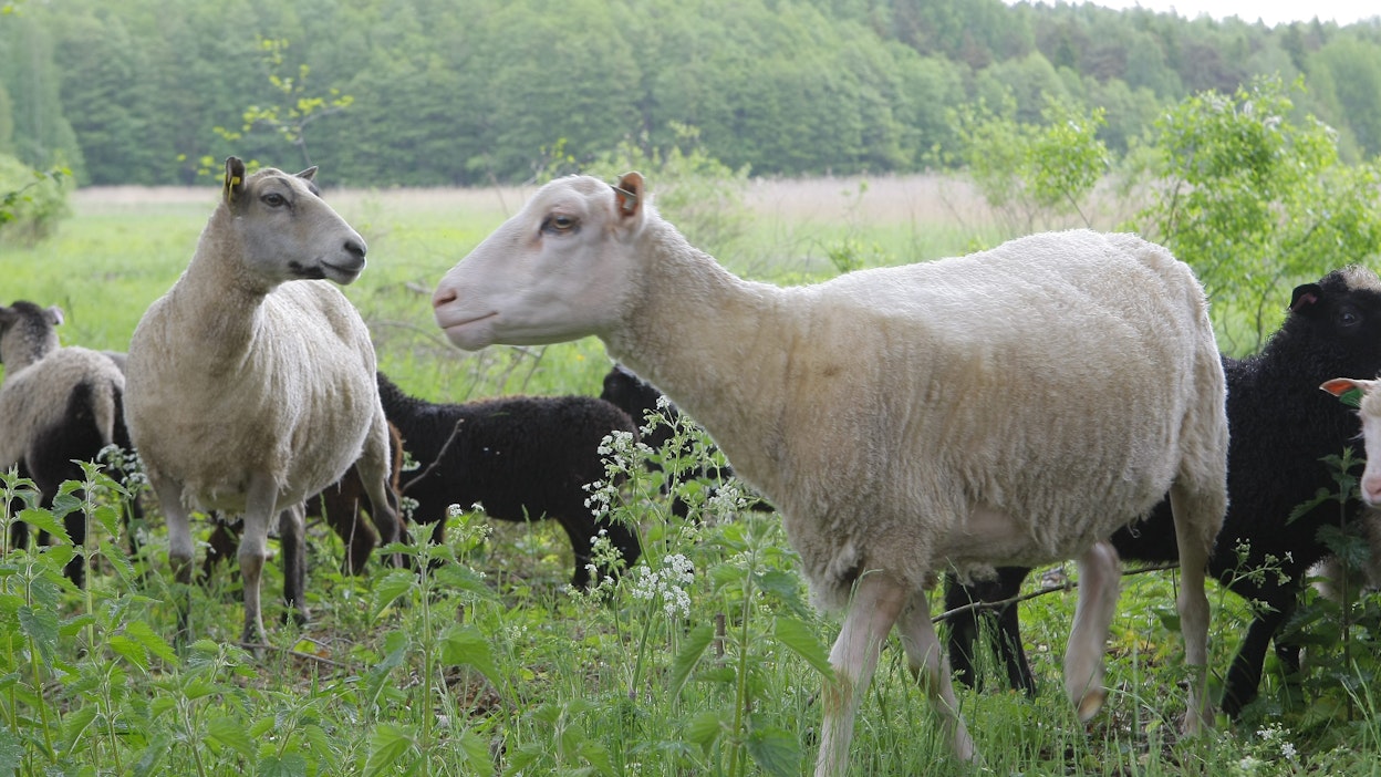 Lampaat ovat tehokkaita maisemanhoitajia, mutta koko ajan lisääntyvät susivahingot uhkaavat niiden työtä.