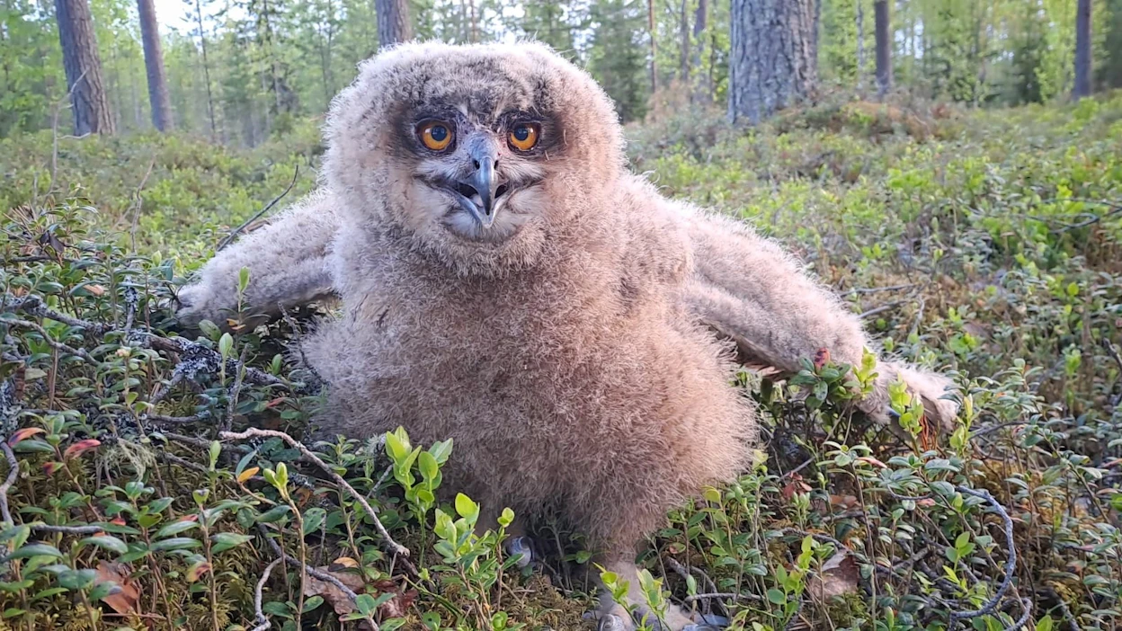 Huuhkajan poikanen.