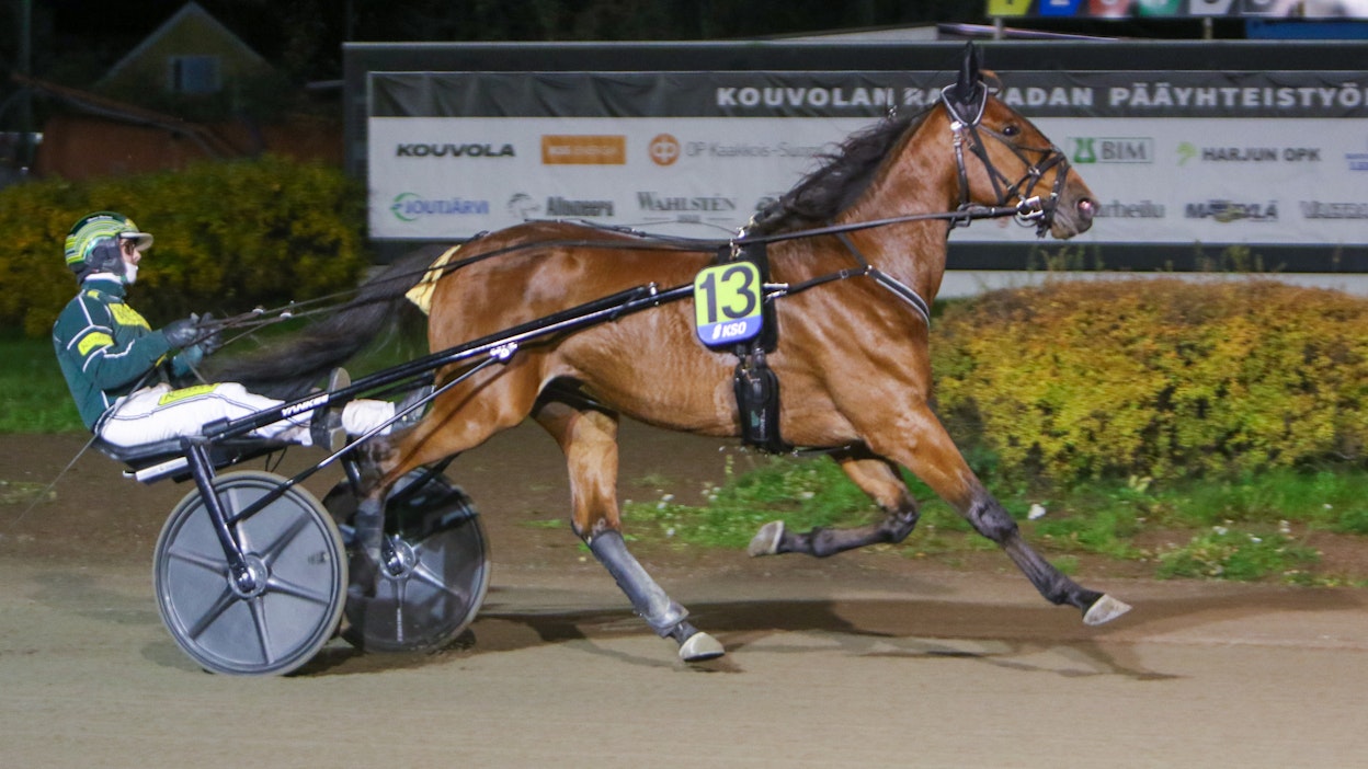 Callela Nelson on yksi ravi-illan seuratuimpia hevosia.