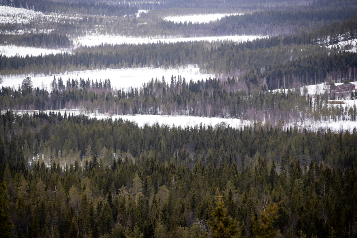 Se, miten metsiä hoidetaan, vaikuttaa merkittävästi metsissä elävään lajistoon.