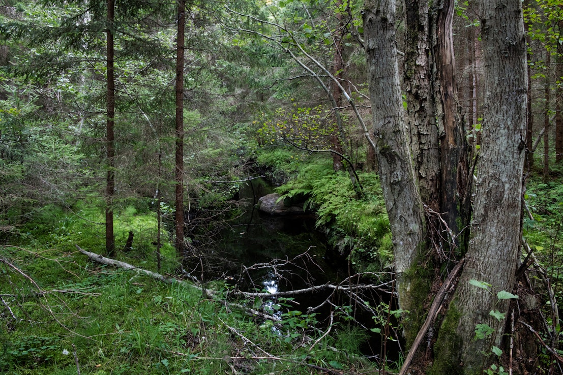 Suomessa on jo nyt suojeltu 13 prosenttia metsäpinta-alasta, muistuttaa kirjoittaja. Kuvituskuva.