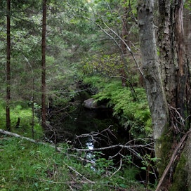 Perkaamattomat purot ja pienet joet tuovat moni­muotoisuutta rikastuttavaa vaihtelua metsään. Ahmauksenkorpi, Ulvila