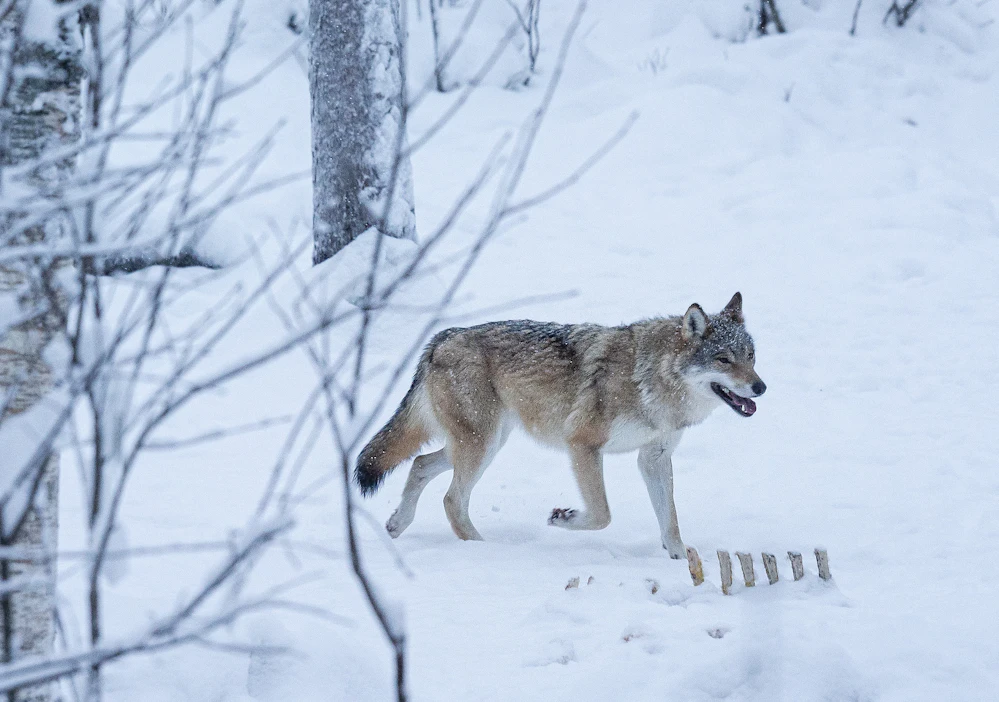 Susi Ranuan eläinpuistossa. Metsästys kuuluu maa- ja metsätalousministeriön alaisuuteen. Luonnonsuojelulailla suojellut lajit puolestaan ovat ympäristöministeriön tontilla.