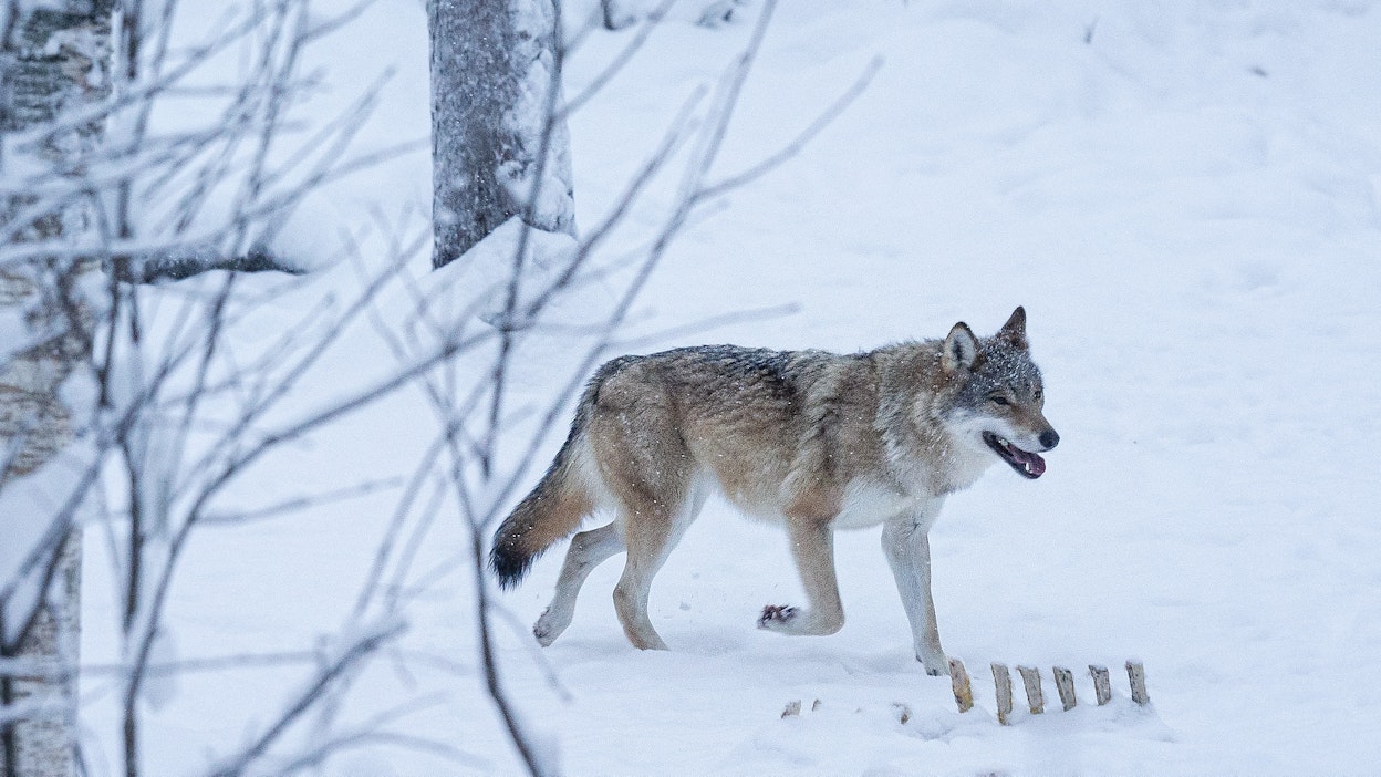 Suden kiintiömetsästys päättyy tiistaina 10. helmikuuta.