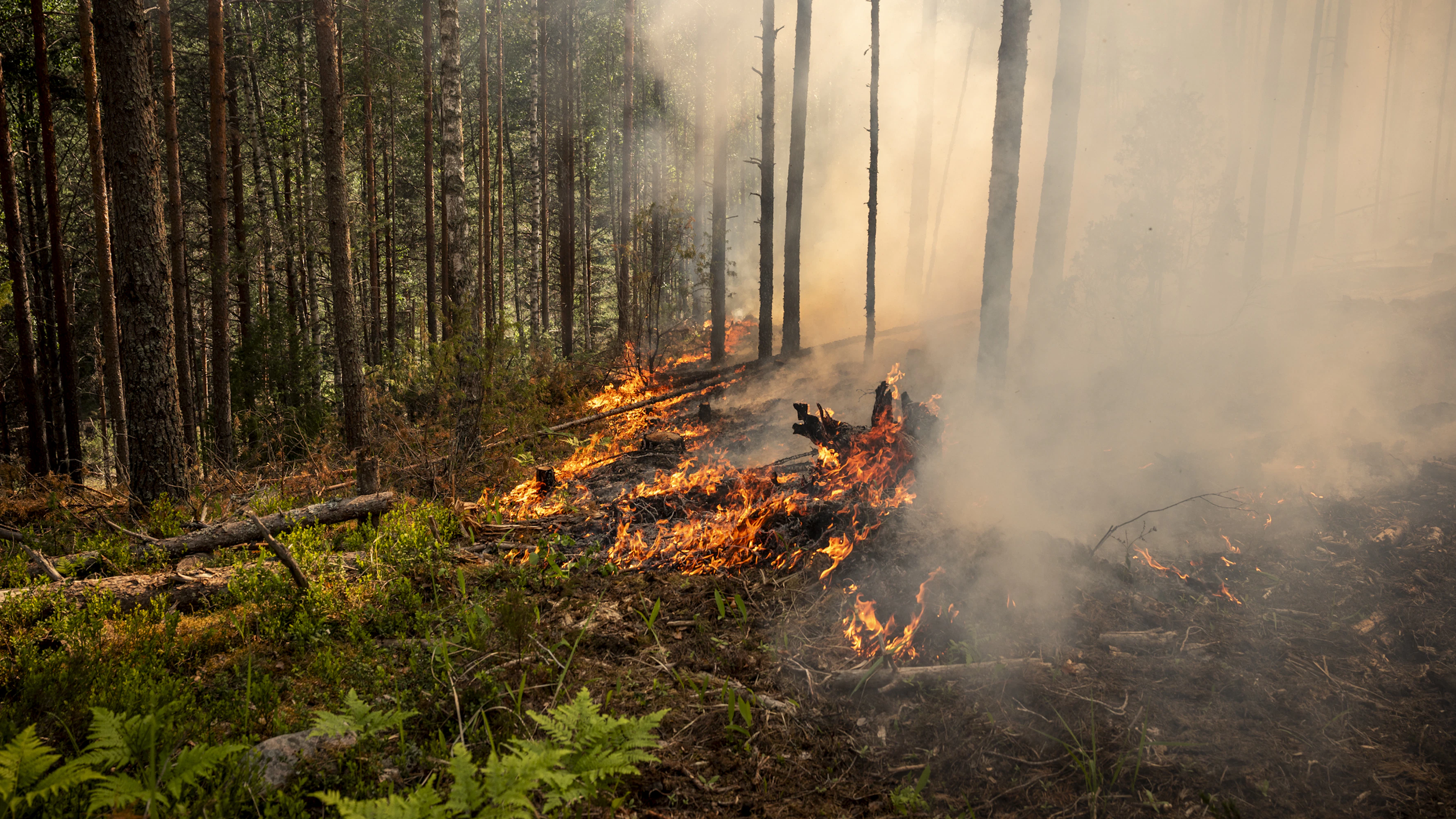 Ennallistamispolttoja tehdään vain metsäpalovaroituksen aikana, kun maasto on varmuudella tarpeeksi kuivaa.