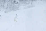 Tämän vuoden laskentojen perusteella metsäjäniskanta on nyt koko maassa normaalia suurempi vaikka pitkällä aikavälillä laji on taantunut.