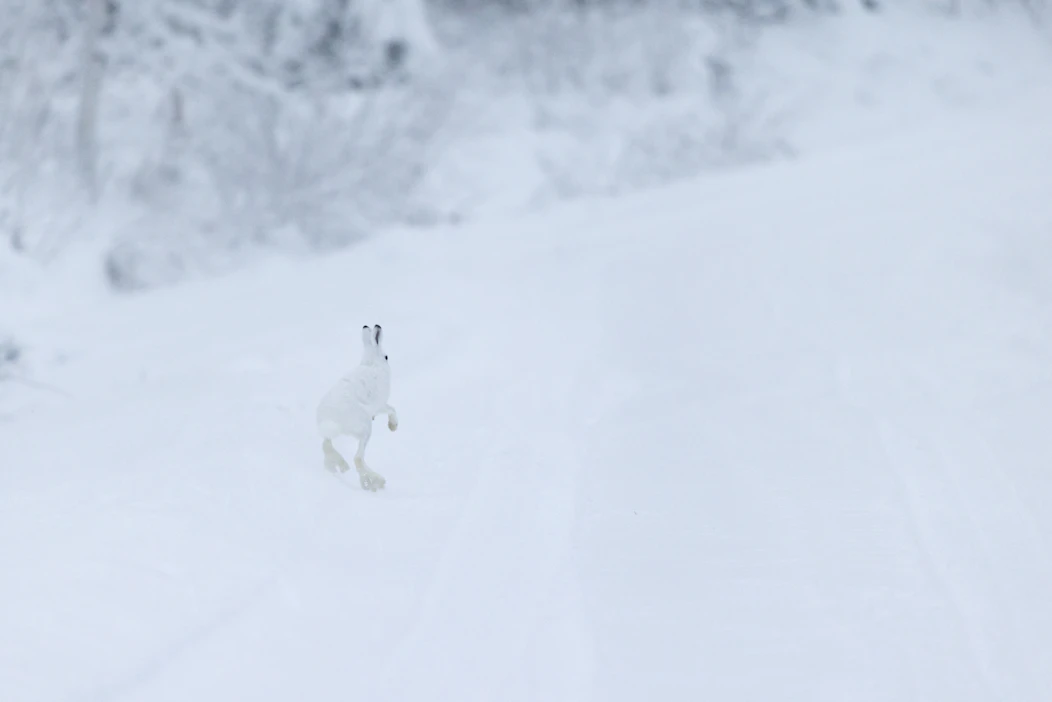 Tämän vuoden laskentojen perusteella metsäjäniskanta on nyt koko maassa normaalia suurempi vaikka pitkällä aikavälillä laji on taantunut.