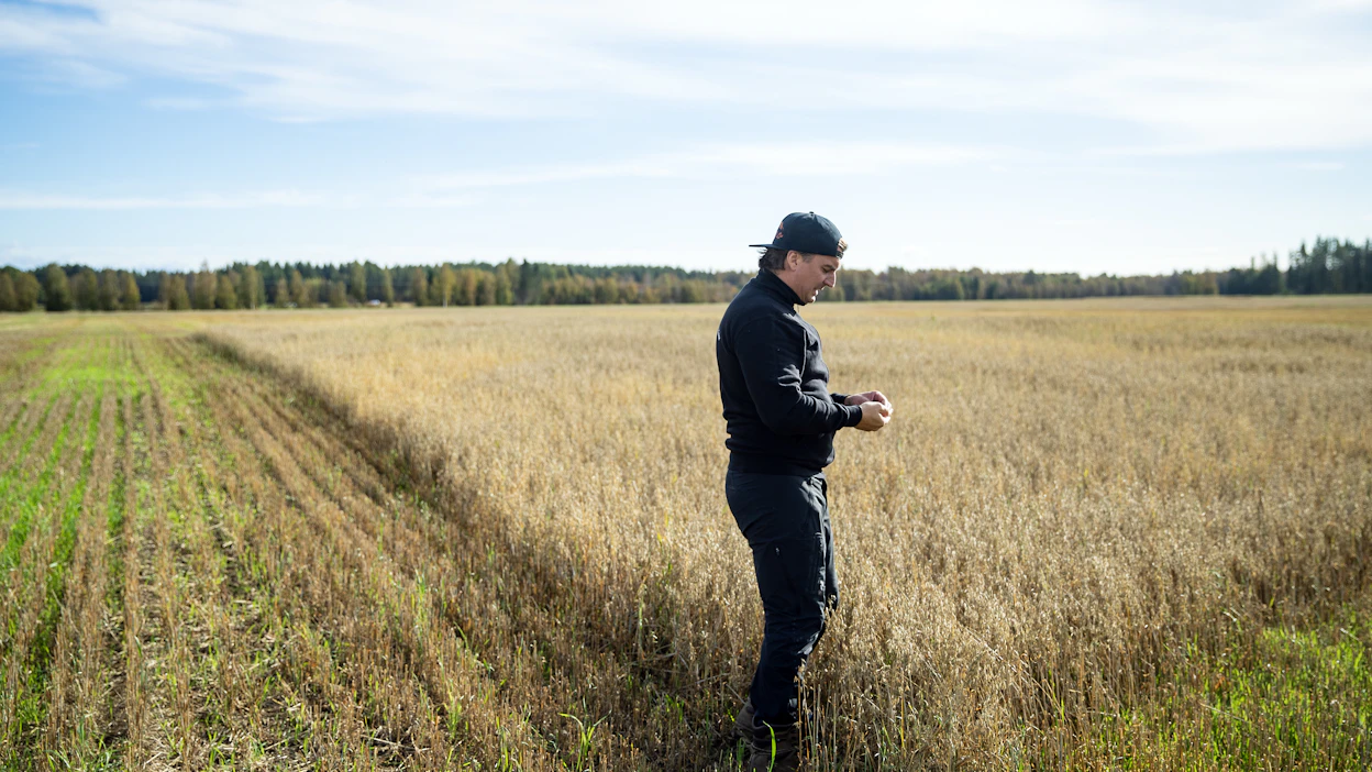 Alkukesän kuivuuden vuoksi osa lähipellon lohkosta kypsyi muuta lohkoa myöhemmin ja joudutaan puimaan myöhemmin, Tuohinon tilan isäntä Jussi Tuohino kertoo.