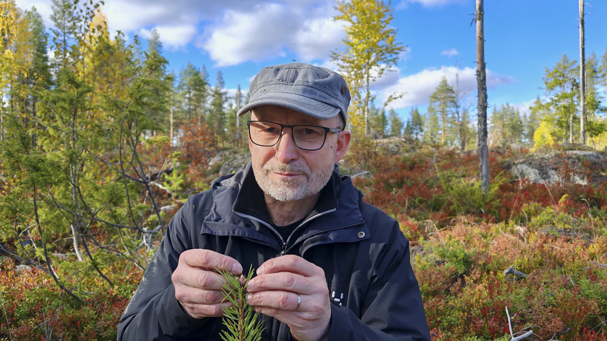 ”Metsänomistajat arvottavat usein puuntuotantoa, biodiversiteettiä ja maisemaa enemmän kuin hiilensidontaa. Tehokkain menetelmä männyn kasvatukseen on avohakkuun kautta tehtävä uudistaminen”, kertoo Luken tutkimusprofessori Pasi Rautio.