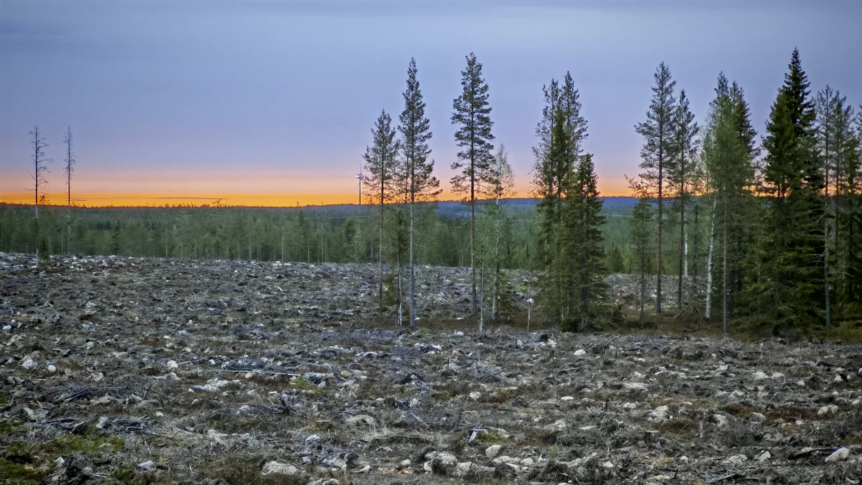 Metsäntutkimuslaitoksen takavuosien tutkimuksissa ylivoimaisesti paras uudistamismenetelmä kuusen mailla oli avohakkuu ja syväauraus sekä avojuuritaimien istuttaminen. Monet Lapissa toimivat yhteismetsät suosivat nykyään säätöaurausta, jonka jälkeen viljely tehdään pottitaimilla.