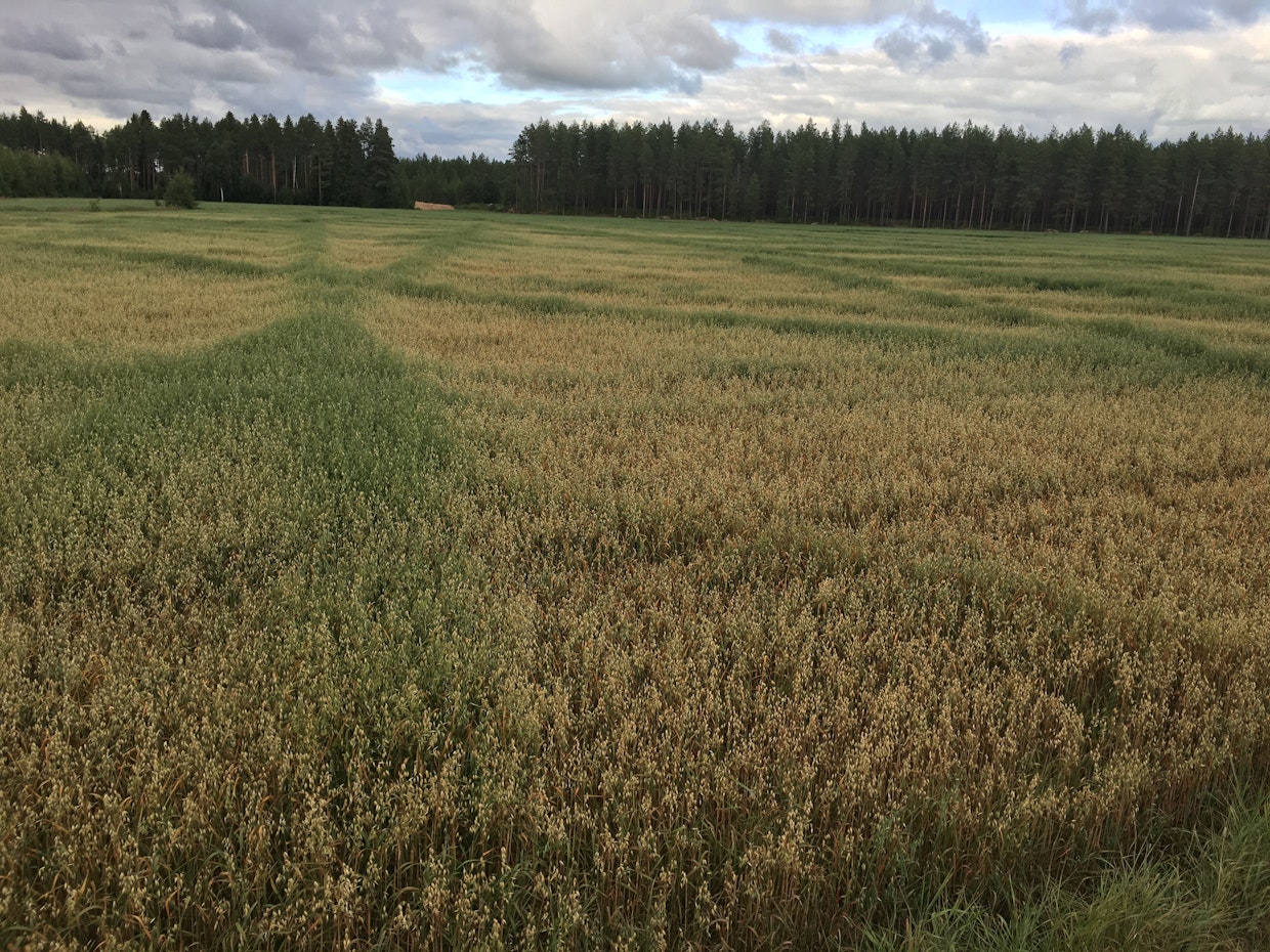 Kesän 2022 kuvassa näkyy erityisen selvästi sorakerroksen päällä olevan ruokamullan merkitys. Karkean maalajin olosuhteissa kaura on jo heinäkuussa pakkotuleentumassa, mutta vanhojen sarkaojien ja tuoreen salaojituksen kohdissa kasvu jatkuu paremman multavuuden ja vesitalouden ansiosta.