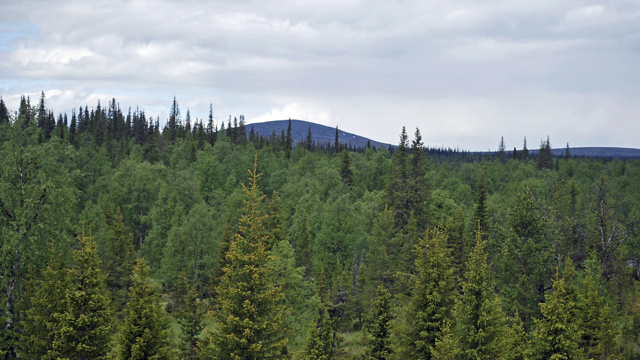 Havupuuvaltaisten metsien on oltava Pohjois-Suomessa 160–200 vuotta vanhoja, jotta ne lasketaan vanhoiksi metsiksi.