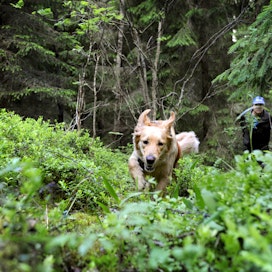 Koirien ja kettujen ulosteesta tarttuvaa myyräekinokokkia ei ole havaittu Suomessa. Taudin levinneisyysalueillakin riski sairastua metsämarjoja syömällä on äärimmäisen pieni.