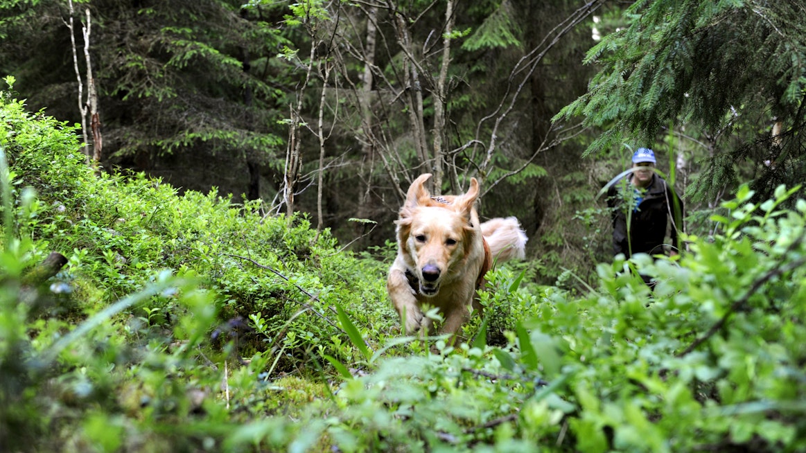 Koirien ja kettujen ulosteesta tarttuvaa myyräekinokokkia ei ole havaittu Suomessa. Taudin levinneisyysalueillakin riski sairastua metsämarjoja syömällä on äärimmäisen pieni.