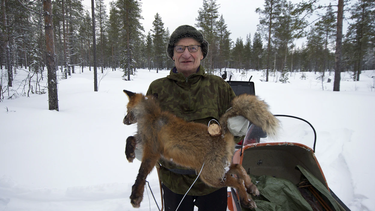Rovaniemeläinen kettumies Sulo Onnela tietää ketunpyynnin niksit. Hän sanoo, että hajuttomuus on ketunpyynnissä tärkeintä.