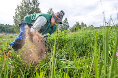 Hämeenlinnan Sairionrannasta on poistettu komealupiineja jo viiden vuoden ajan. Hommaa riittää vielä, kertoo Hämeenlinnan seudun luonnonsuojeluyhdistyksen puheenjohtaja Timo Oksanen.