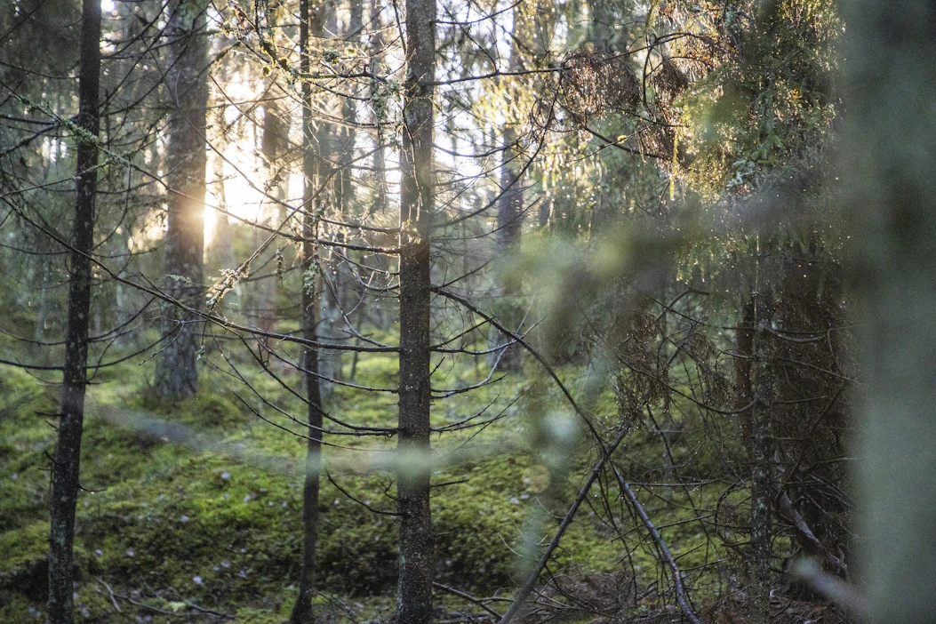 Suomen kannalta oleellista on muiden muassa se, että puubiomassan käyttö energialähteenä ja maataloustuotantoa vähentävät hankkeet mietitään uudestaan.