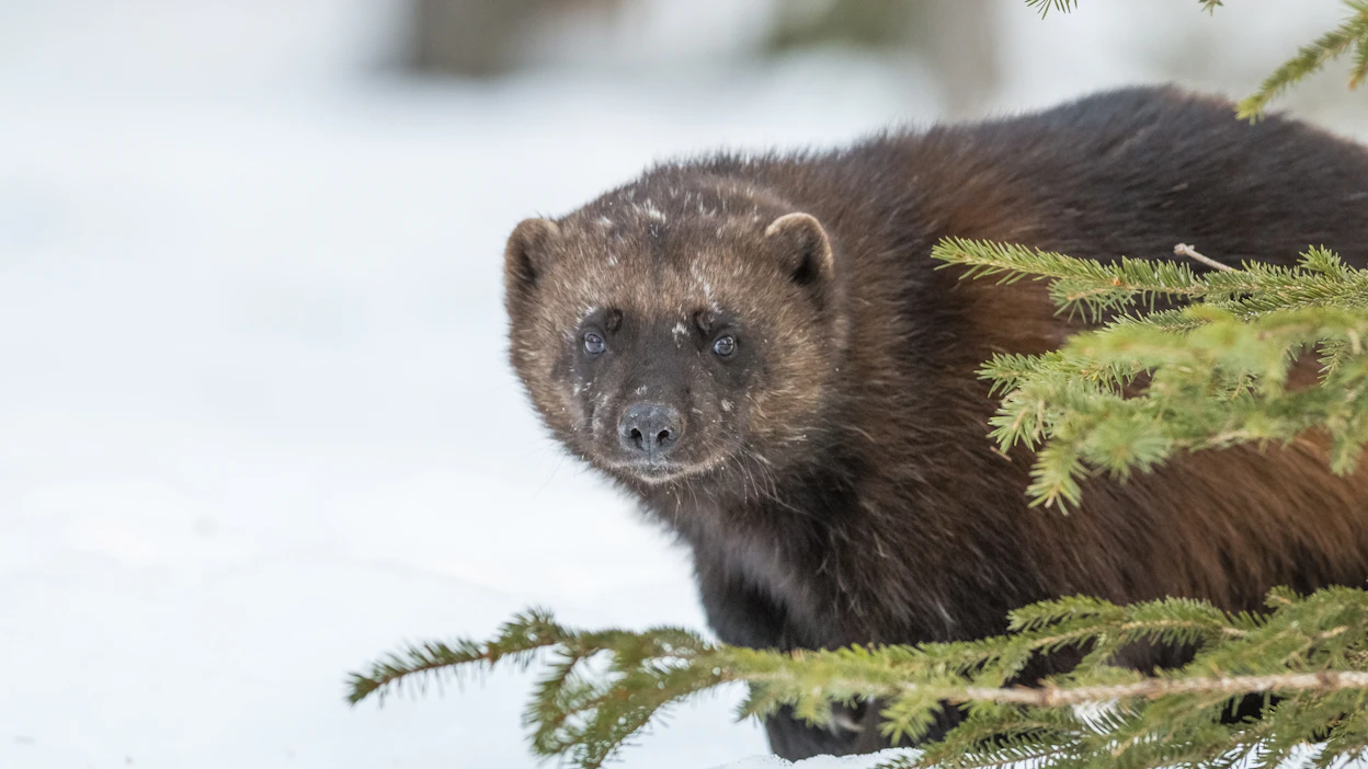 Ahma on uhanalainen petoeläin, joka tulee harvoin lähelle ihmistä. Kuvan ahma ei liity tapaukseen.