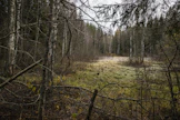 Metsää omistavat kuolinpesät saavat metsäkeskuksen kirjeen kuukauden kuluttua siitä, kun tieto kuolemasta on päivittynyt metsäkeskuksen rekisteriin.
