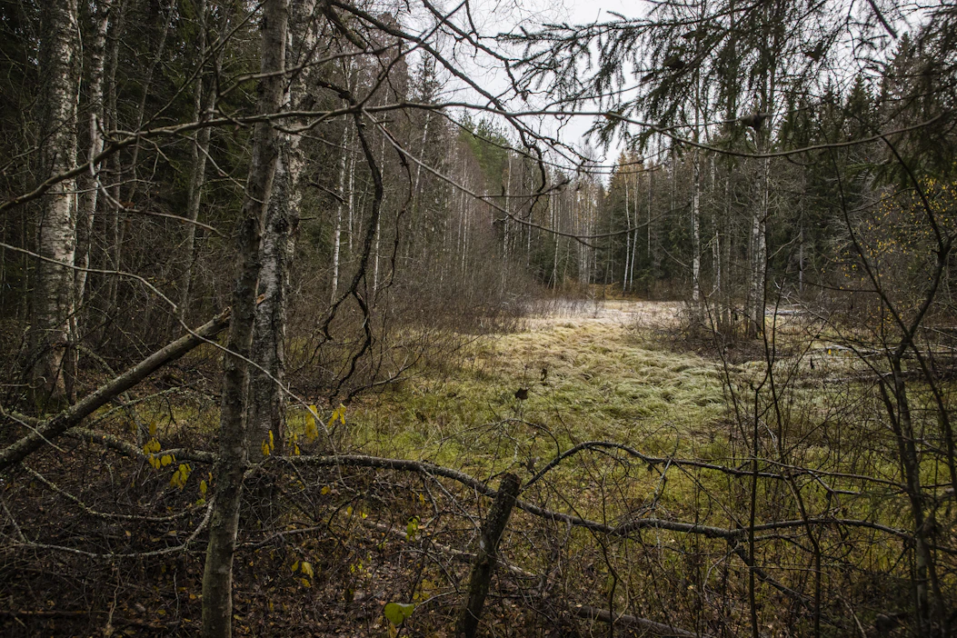 Metsää omistavat kuolinpesät saavat metsäkeskuksen kirjeen kuukauden kuluttua siitä, kun tieto kuolemasta on päivittynyt metsäkeskuksen rekisteriin.