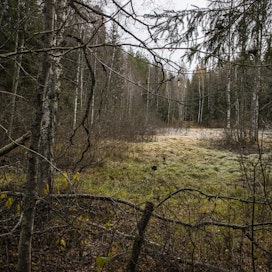 Metsää omistavat kuolinpesät saavat metsäkeskuksen kirjeen kuukauden kuluttua siitä, kun tieto kuolemasta on päivittynyt metsäkeskuksen rekisteriin.