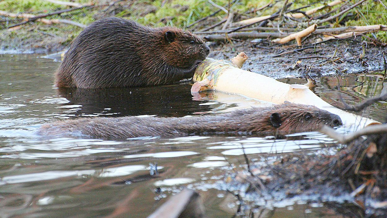 Majavat rakentavat patoa monenlaisista materiaaleista, jotta siitä tulisi mahdollisimman kestävä. Kuvituskuva.