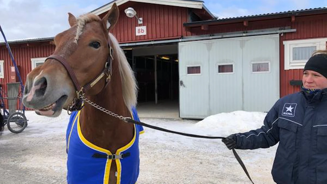 Pekka Lillbackan Wolt on kohta tienannut miljoona kruunua kilparadoilta.