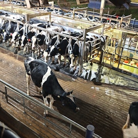 Sorkkavaivat ovat yksi Brasilian merkittävimmistä lypsykarjan hyvinvointiongelmista.