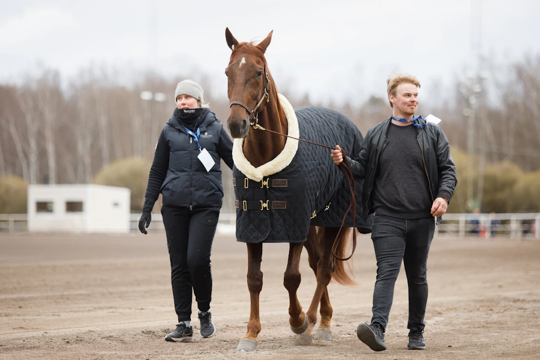 Jonna Irri ja Taneli Säde ovat saaneet vahvistuksia sekä kuvan Finlandia-ajon 2022 hevonen Majestic Man tallikavereita Julmyran valmennuskeskukseen.