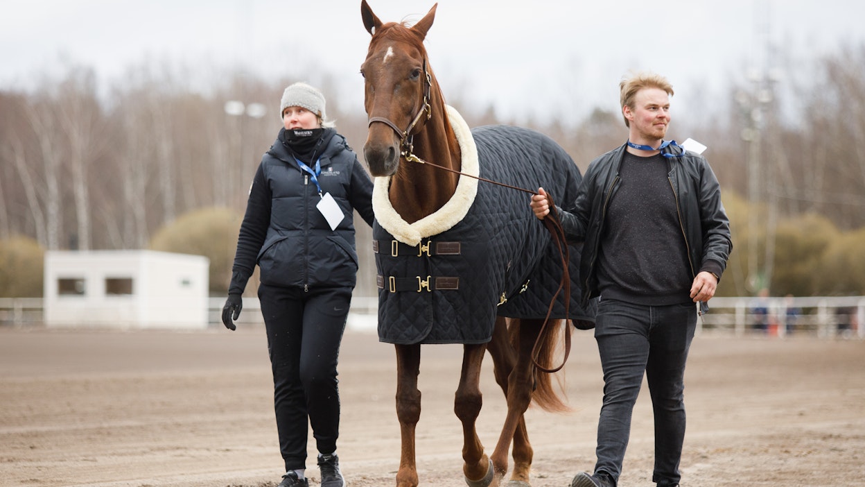 Jonna Irri ja Taneli Säde ovat saaneet vahvistuksia sekä kuvan Finlandia-ajon 2022 hevonen Majestic Man tallikavereita Julmyran valmennuskeskukseen.