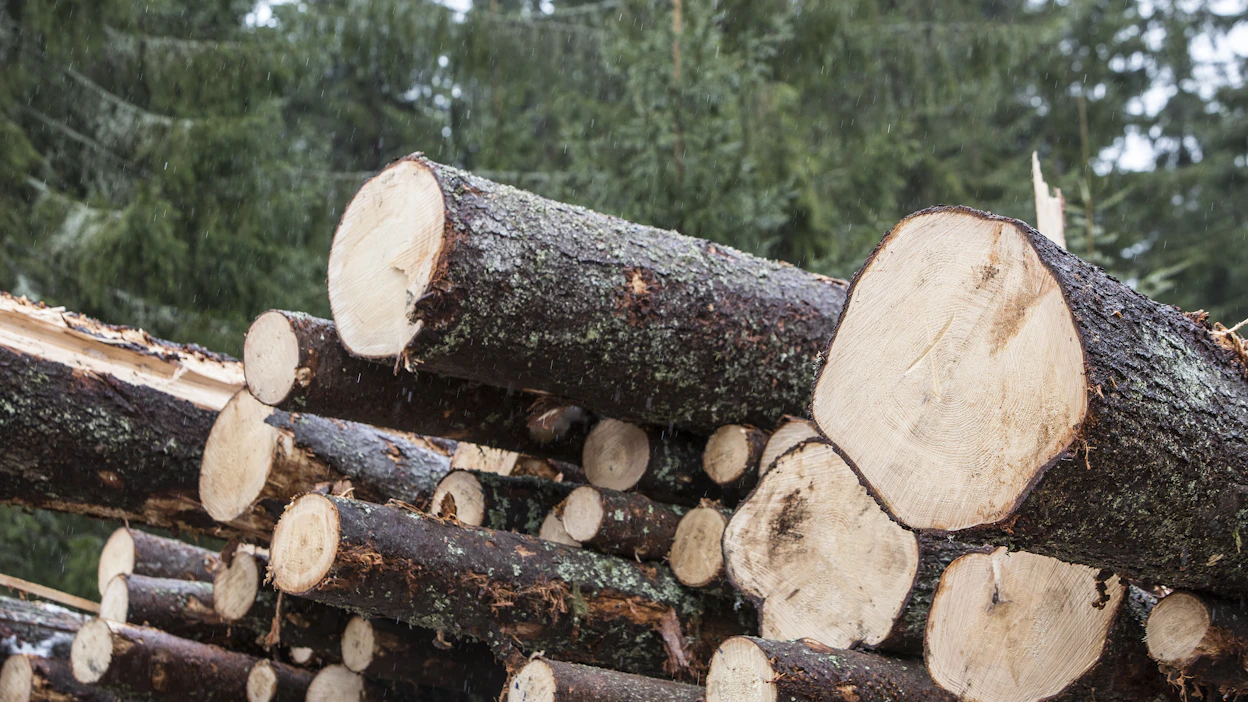 Metsänomistajat antavat suurimmalle osalle puukaupoistaan kiitettävän kouluarvosanan.