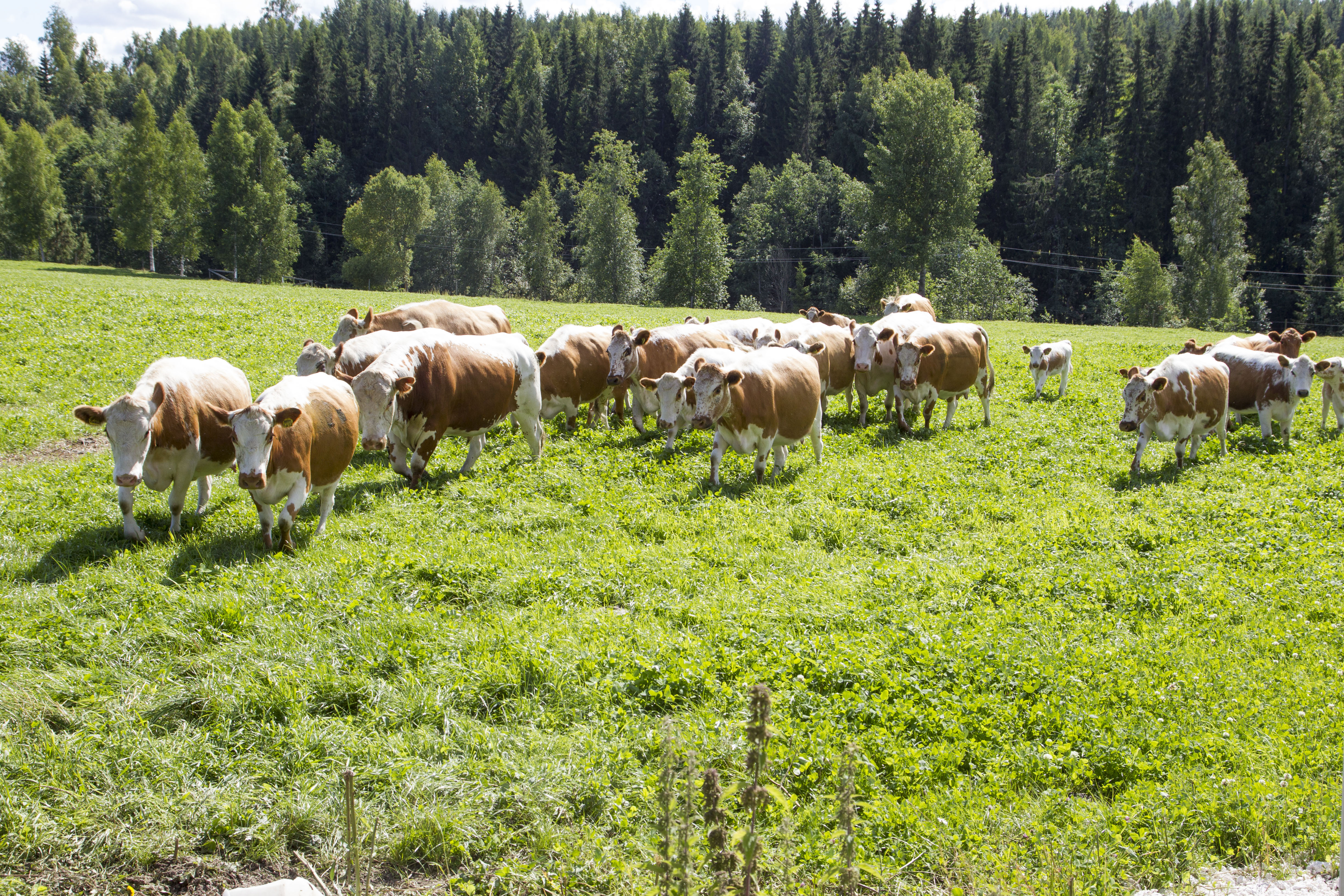 "On todennäköistä, että karjanhoito omaksuttiin Suomessa hitaasti. Vaikuttaakin siltä, että varhainen karjatalous välillä katosi Suomesta ja yleistyi maassamme uudelleen vasta myöhemmin”, pohtii Mirva Pääkkönen väitöskirjassaan.