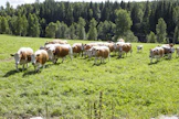 Faban tietojen mukaan sukusiitos ylittää raja-arvon joillakin sadoilla kyytöillä. Arkistokuva. 