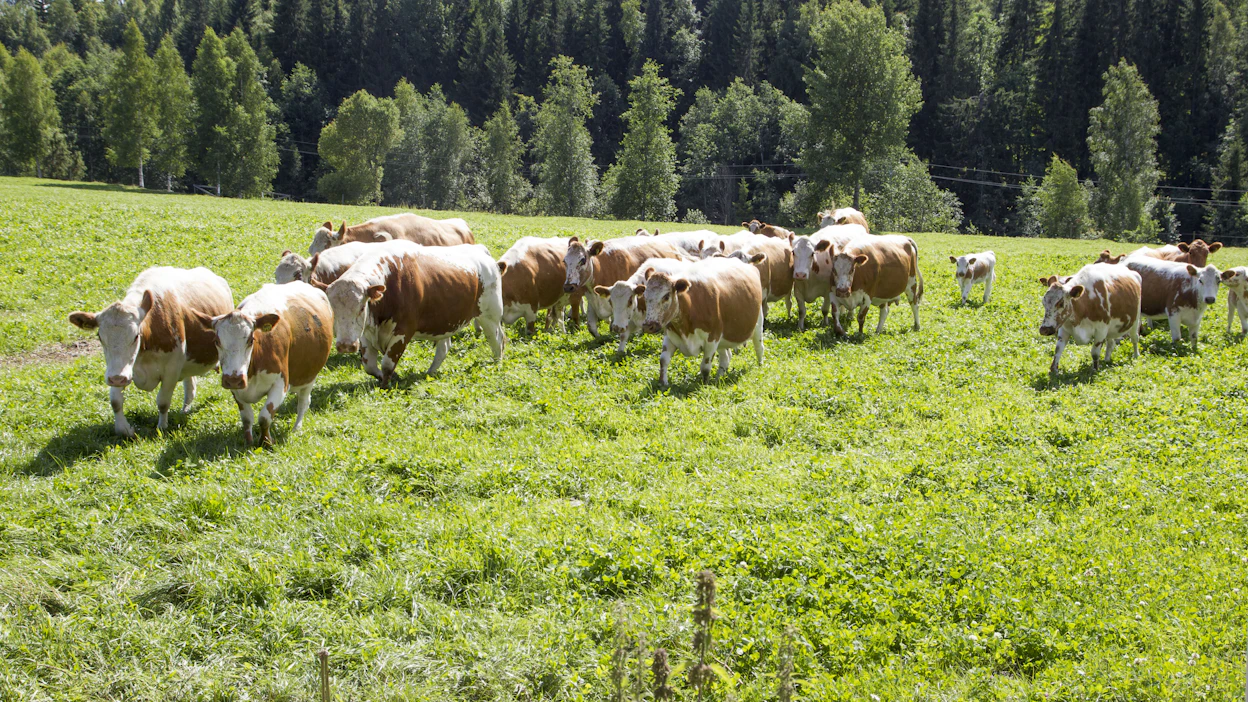 Mervi Honkatukia muistuttaa, että alkuperäisroduilla on ominaisuuksia, jotka tulevat parhaiden oikeuksiinsa paikallisissa ympäristöolosuhteissa.