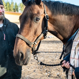 Marika ja Johannes Lahtinen toteavat, että he eivät ole someihmisiä, vaan keskittyvät hevosista huolehtimiseen. Kuvassa mukana pariskunnan tyttären kilparatsu Classified.