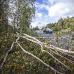 Iäkäs nainen kuoli jäätyään kaadetun puun alle. Kuvituskuva.
