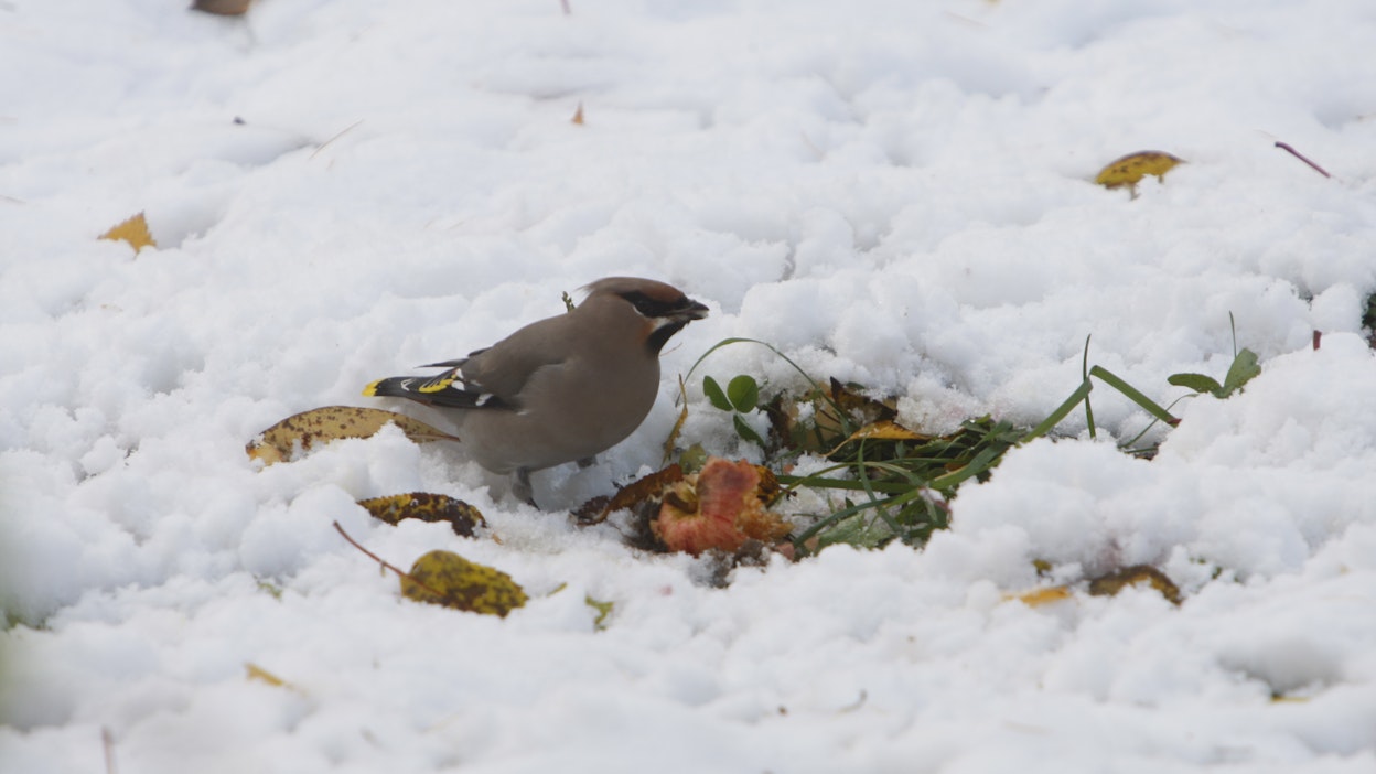 Etelässäkin voi tulla lunta loppuviikolla.